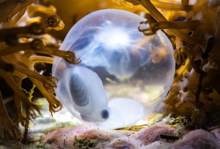 Ocean photography competition: 