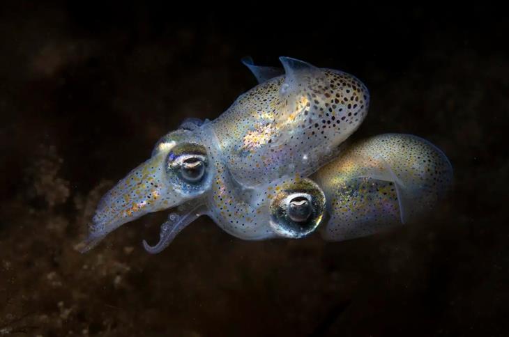 Ocean photography competition: 