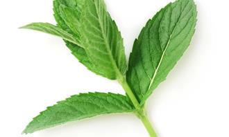 Childhood and chocolate test: peppermint