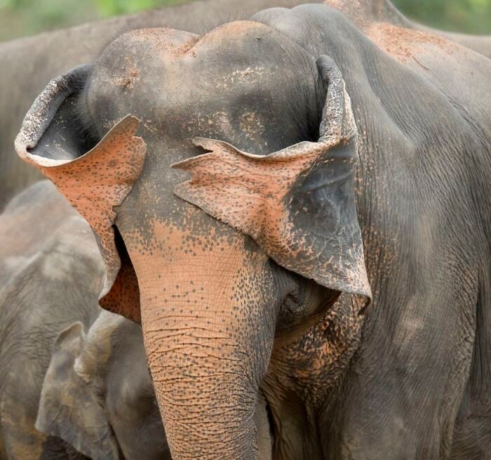 Funny nature photos: elephant covering eyes with ears