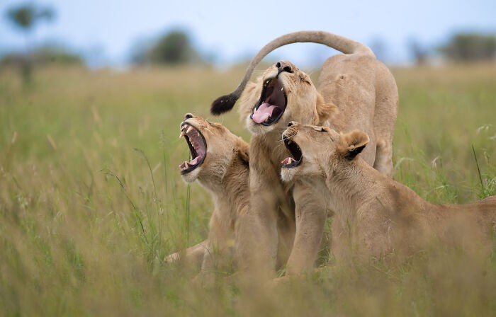Funny nature photos: lions