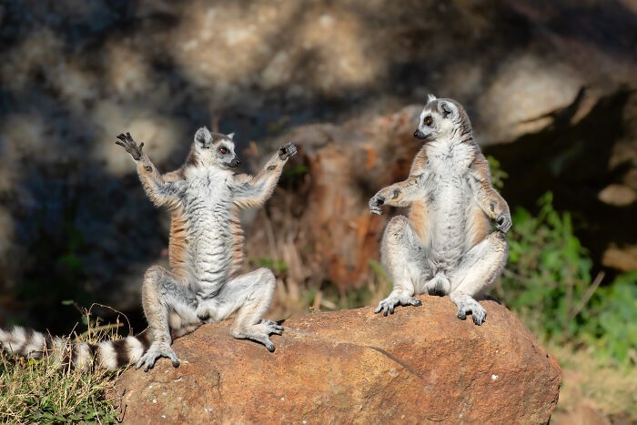 Funny nature photos: lemurs