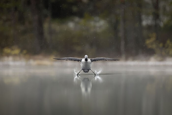 Funny nature photos: bird on a lake
