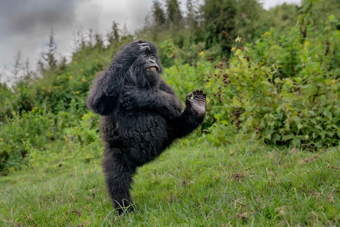 Funny nature photos: young gorilla kicking