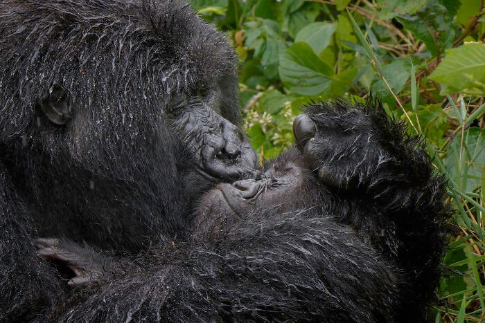 Funny nature photos: mother gorilla kissing a baby