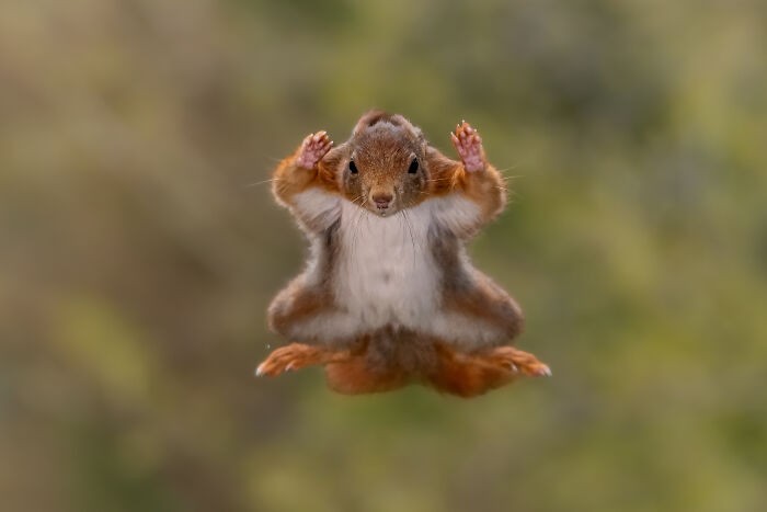 Funny nature photos: flying squirrel