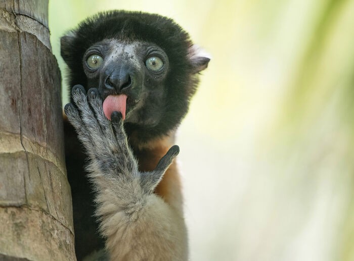 Funny nature photos: monkey licking a finger