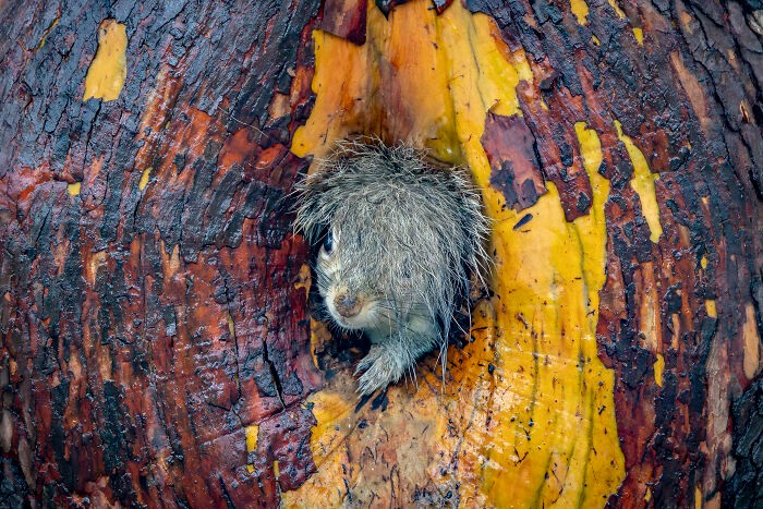 Funny nature photos: squirrel in a tree