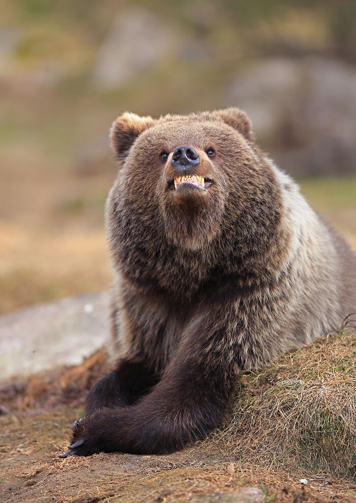 Funny nature photos: smiling bear