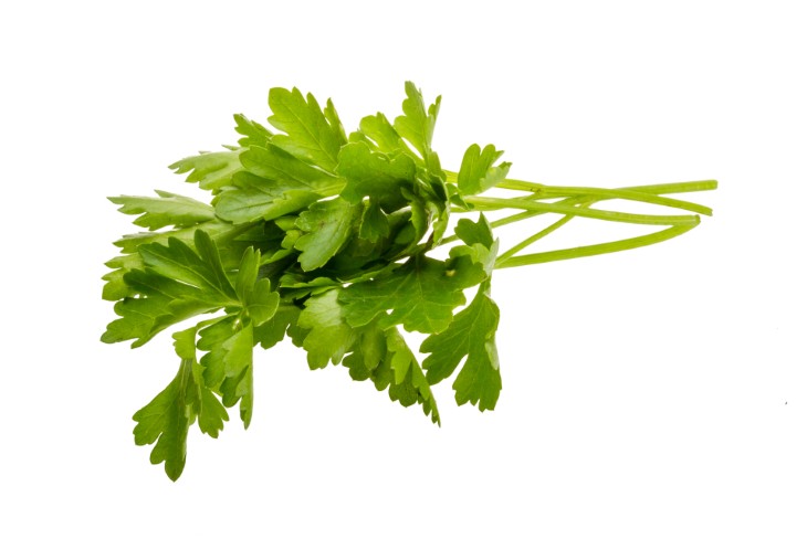 best plants to plant during october