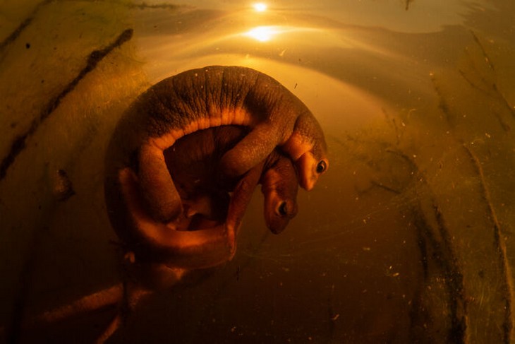 Images from the 2025 Nature Photographer of the Year competition: Pair of newts