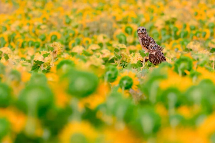 Images from the 2025 Nature Photographer of the Year competition: Two barn owls in yellow flower field