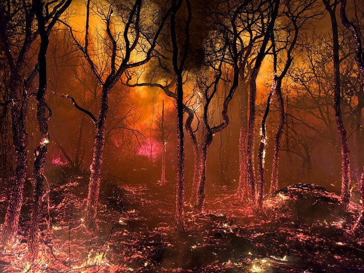 Images from the 2025 Nature Photographer of the Year competition: Burning forest