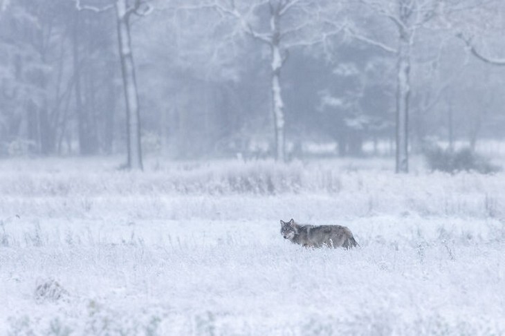 Images from the 2025 Nature Photographer of the Year competition: Wolf in snow