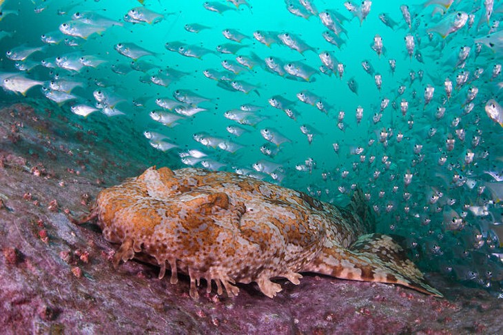 Images from the 2025 Nature Photographer of the Year competition: School of fish