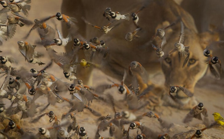 Images from the 2025 Nature Photographer of the Year competition: Lioness and birds