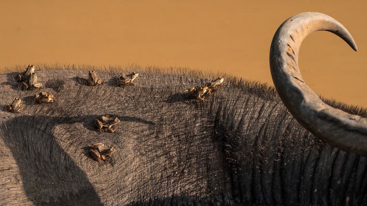 Images from the 2025 Nature Photographer of the Year competition: Frogs on water buffalo’s back