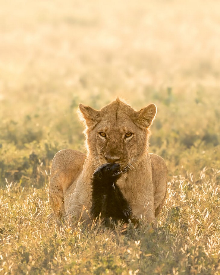 Images from the 2025 Nature Photographer of the Year competition: Lion and honey badger