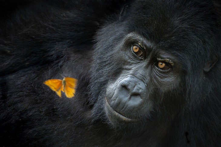 Images from the 2025 Nature Photographer of the Year competition: Gorilla and butterfly