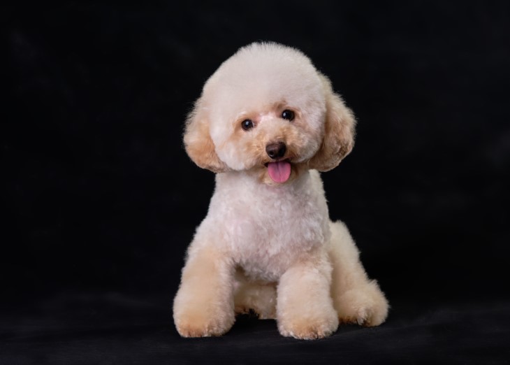 14 wonderful white dog breeds 