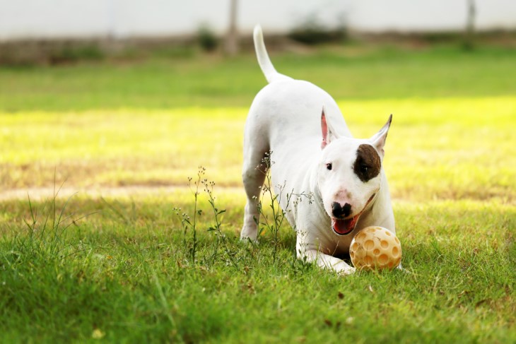 14 wonderful white dog breeds 