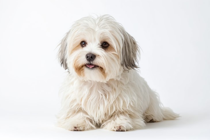 14 wonderful white dog breeds 