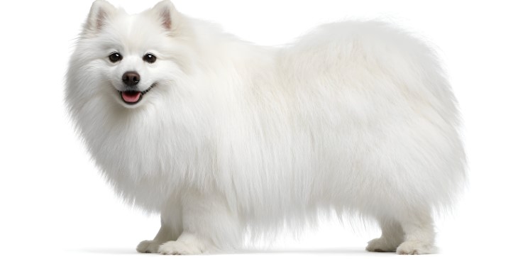 14 wonderful white dog breeds 