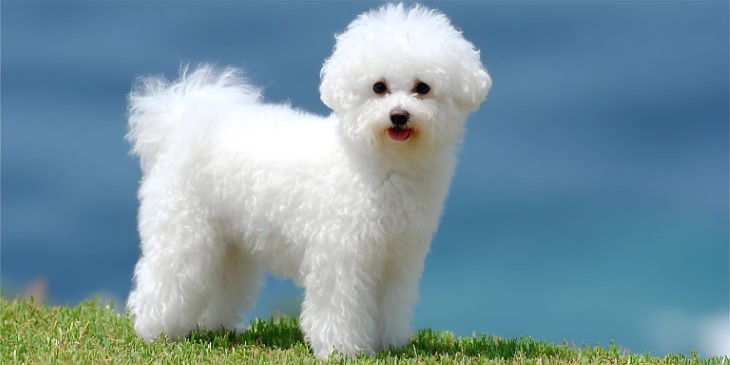 14 wonderful white dog breeds 
