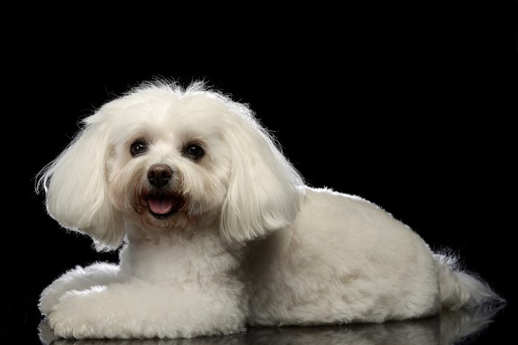 14 wonderful white dog breeds 