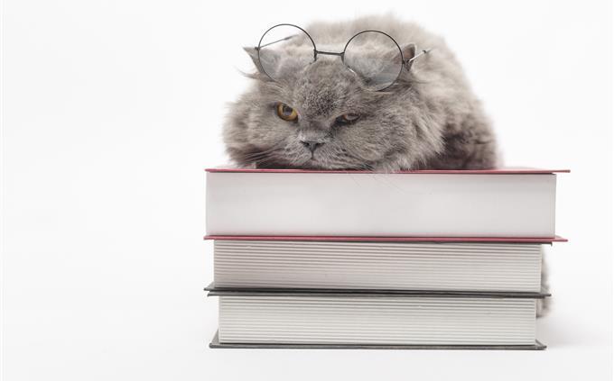 General knowledge test: a cat with glasses on a stack of books