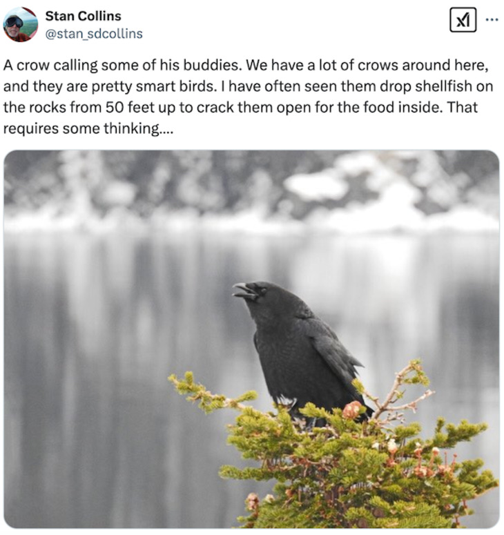 Crows pics