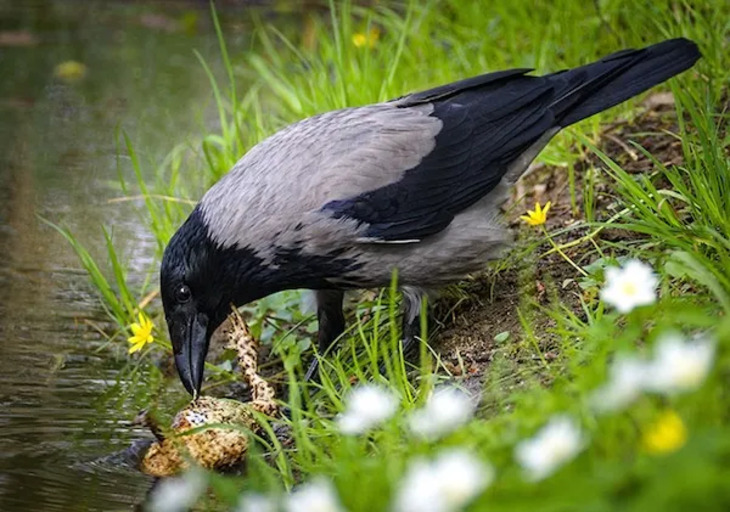 Crows pics