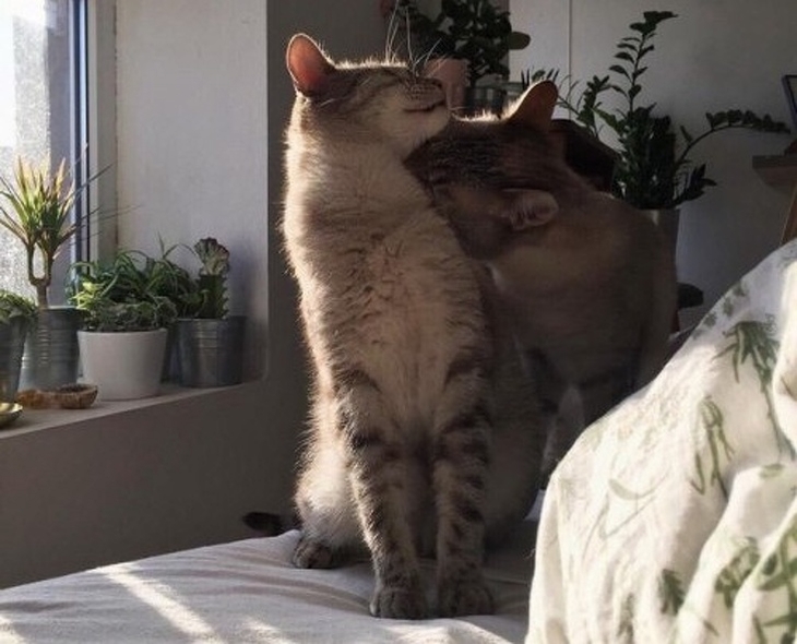 Loving Cats: A cat pushing its head into the neck of another cat