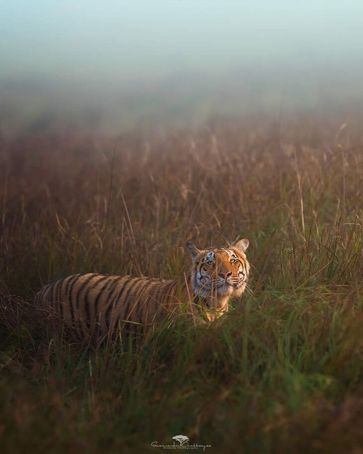 Portraits of Tigers and Leaoprds 