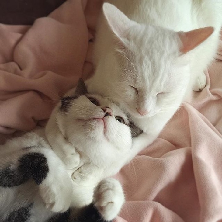 Loving Cats: A cat hugging another cat's head from behind