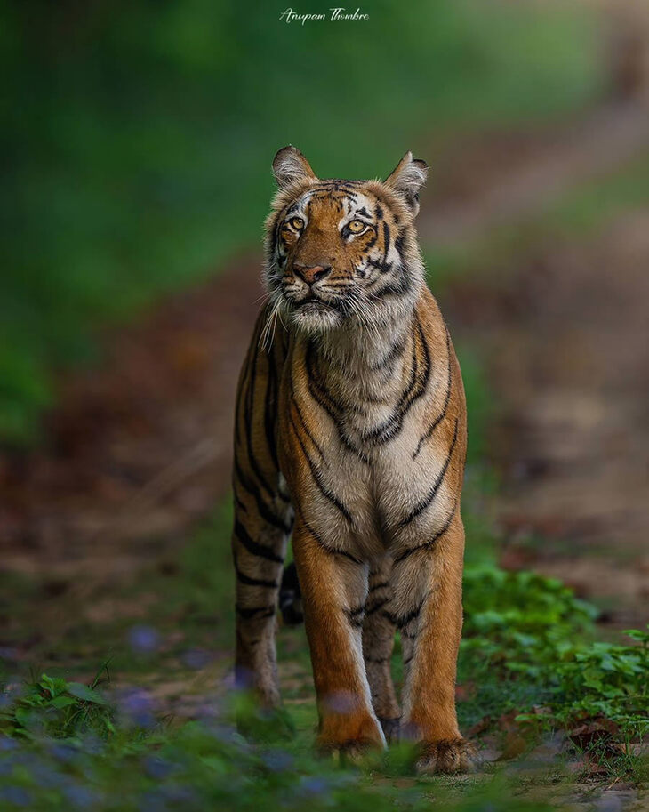 Portraits of Tigers and Leaoprds 