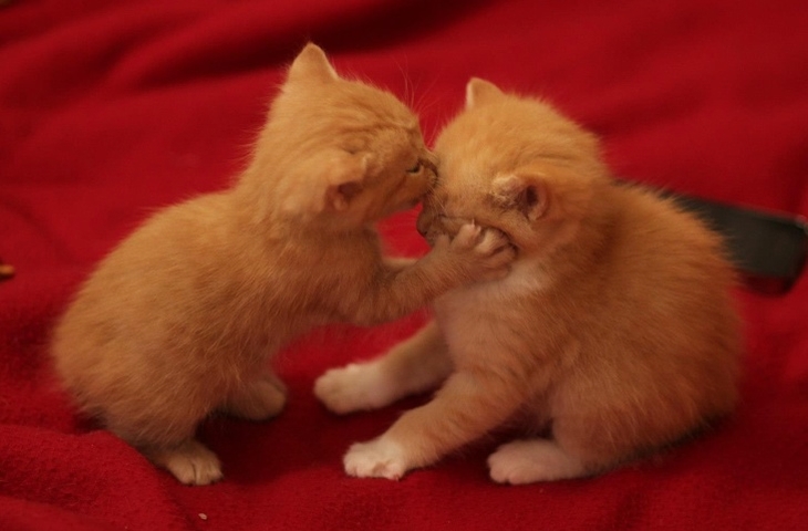 Loving Cats: A kitten grabbing another kitten's head and giving it a kiss