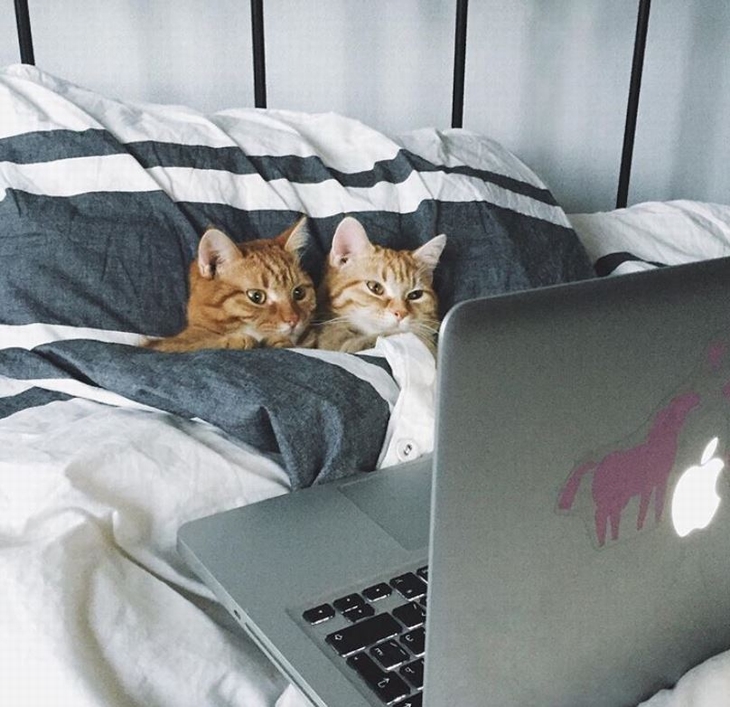 Loving Cats: Cats lying in bed in front of a laptop