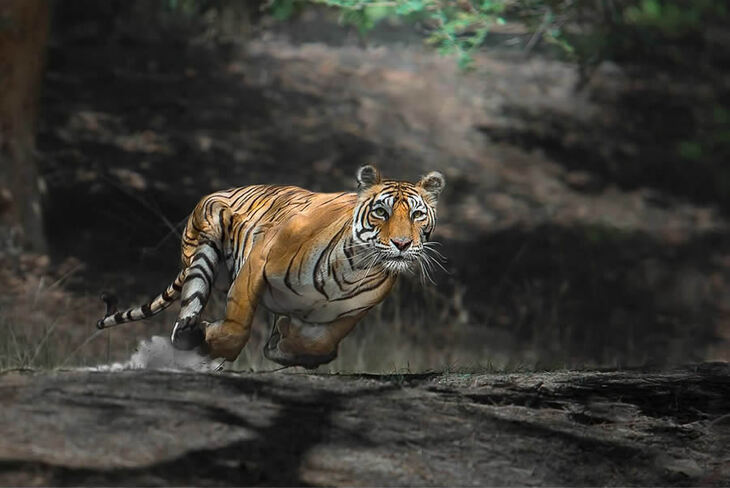 Portraits of Tigers and Leaoprds 