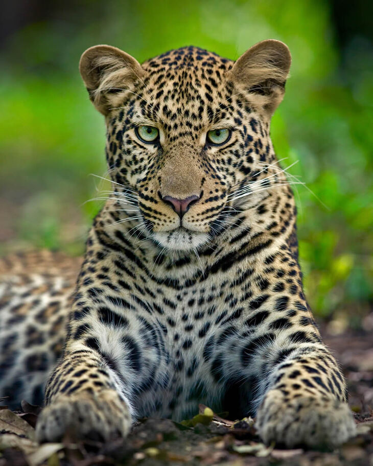 Portraits of Tigers and Leaoprds 