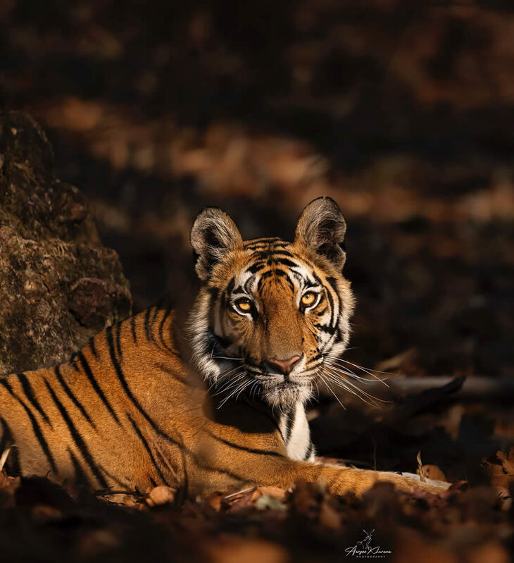 Portraits of Tigers and Leaoprds 