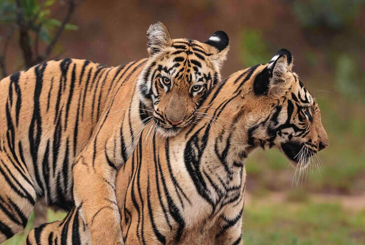 Portraits of Tigers and Leaoprds 