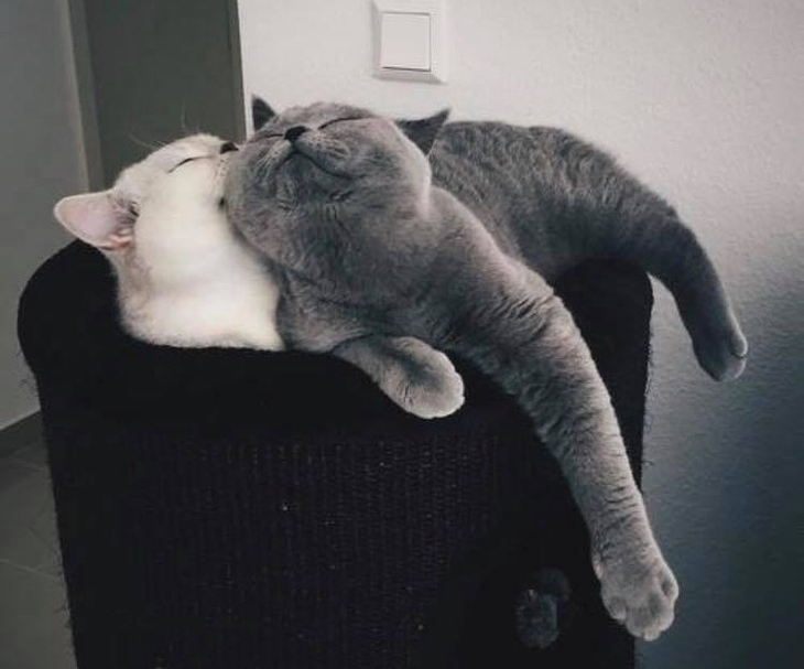 Loving Cats: Cats lying together on the same seat