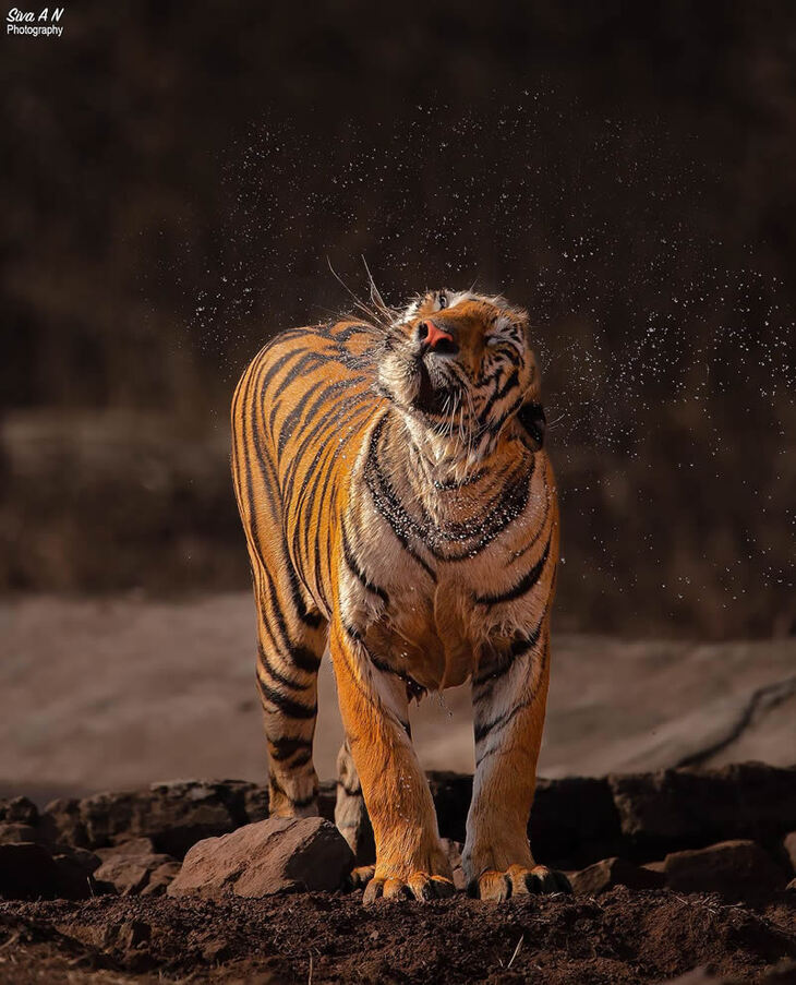 Portraits of Tigers and Leaoprds 