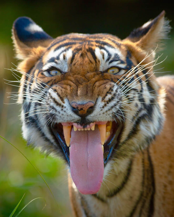 Portraits of Tigers and Leaoprds 