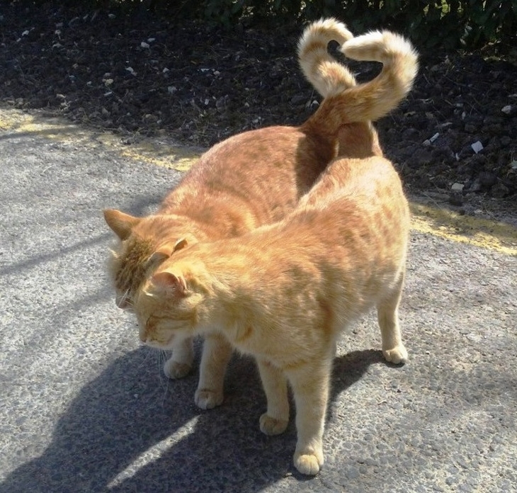 Loving Cats: Cats forming a heart shape with their tails