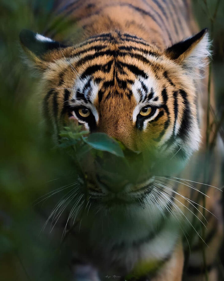 Portraits of Tigers and Leaoprds 