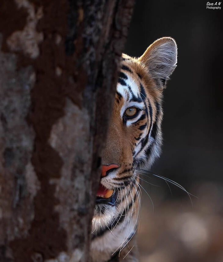 Portraits of Tigers and Leaoprds 