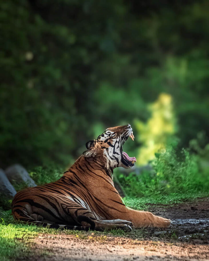 Portraits of Tigers and Leaoprds 