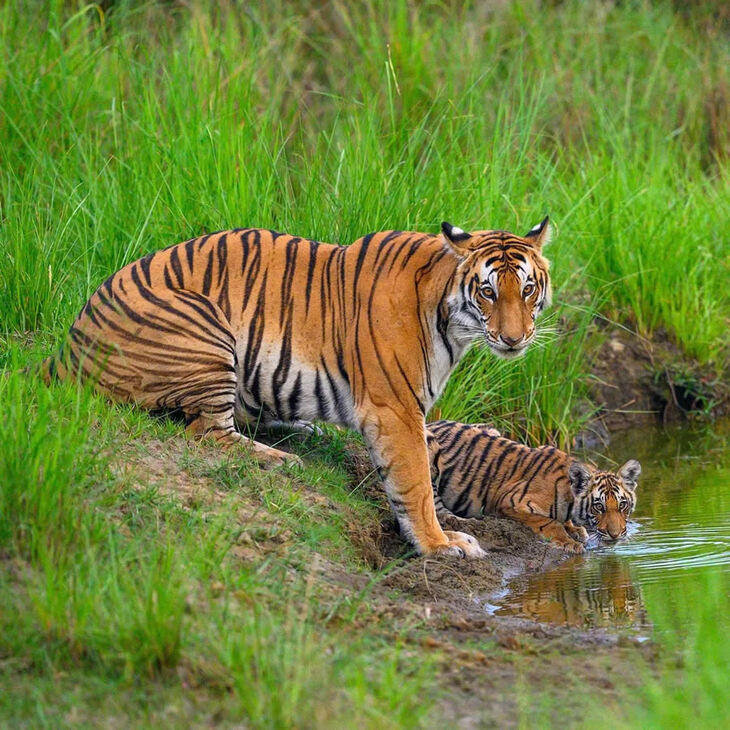 Portraits of Tigers and Leaoprds 